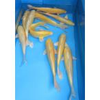 錦鯉　No03　紅白　令和4年産　45cm　錦鯉