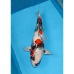 錦鯉　No06　銀鱗変わり鯉　令和3年産　30cm　錦鯉