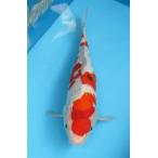  цветной карп No07 Taisho три цвет . мир 6 год производство 38cm цветной карп 