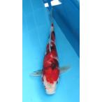  цветной карп No20 Showa три цвет . мир 6 год производство 33cm цветной карп 