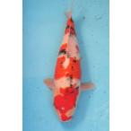 錦鯉　No25　五色　令和2年産　40cm 錦鯉