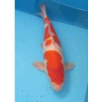 錦鯉　No24　紅白　令和4年産　36cm 錦鯉