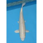 錦鯉　No607　プラチナ黄金　令和5年産　39cm　　錦鯉