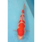 錦鯉 No33　仙助紅白　令和年産　28cm 錦鯉