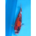  цветной карп No45 Showa три цвет . мир 6 год производство 33cm цветной карп 