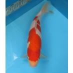 錦鯉　No05　ジャンボ当歳　仙助紅白　令和5年産30cm  生産証明書付き 錦鯉