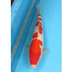 錦鯉　No04　ジャンボ当歳　仙助紅白　令和6年産3２cm 　生産証明書付き　錦鯉