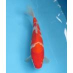 錦鯉  No15　ジャンボ当歳　仙助紅白　令和3年産29cm 　生産証明書付き 　 3500円の鯉3尾で9000円です。（3000円のを含めても良いです。）錦鯉