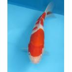 錦鯉　No18　ジャンボ当歳　仙助紅白　令和3年産27cm 　生産証明書付き 　3500円の鯉3尾で9000円です。（3000円のを含めても良いです。）錦鯉