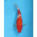 錦鯉　No29　ジャンボ当歳　仙助紅白　令和6年産29cm　生産証明書付き　錦鯉