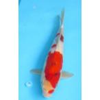  цветной карп No63 Showa три цвет . мир 6 год производство 35cm цветной карп 