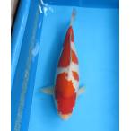 錦鯉　No76　落ち葉時雨　令和3年産　27cm　錦鯉