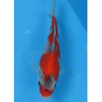  цветной карп 406. цвет . мир 7 год производство 15cm цветной карп 