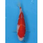  цветной карп No415. белый . мир 7 год производство 17cm цветной карп 