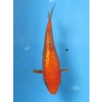 錦鯉 No420 銀鱗紅鯉　令和7年産　13cm 少し白地あり　錦鯉