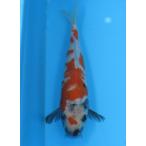 錦鯉 No425 大正三色　令和3年産　16cm　錦鯉
