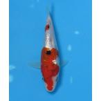  цветной карп No446 серебряный . три цвет . мир 7 год производство 14cm цветной карп 