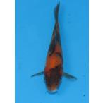  цветной карп No462 Showa три цвет . мир 7 год производство 13cm цветной карп 