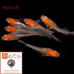 メダカ 紅白/秋月紅小町 光体系透明鱗 2匹 1ペア/めだか 生体 成魚/秋めだか