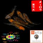 メダカラメ/オーロラ黄ラメ普通体系...