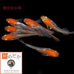 紅白 メダカ/秋月紅小町 光体系透明鱗 6匹 3ペア/めだか 販売 通販 紅白 二色 生体 成魚/秋めだか