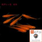 メダカ稚魚/稚魚松井ヒレ長紅帝10...