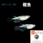 メダカ稚魚/稚魚松井ヒレ長星河10...
