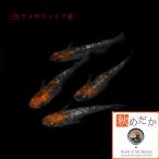 メダカ 稚魚/稚魚(1〜2cm)三色ラメサファイア系10匹無選別/めだか 生体/秋めだか