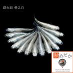 メダカ /鉄仮面幹之白6匹3ペア/めだか 販売 通販 生体 成魚/秋めだか