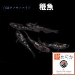 メダカ稚魚/稚魚白錦ラメサファイア...