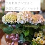 花 花キューピット 非加盟店 花束 アジサイ お花 フラワーアレンジ あじさい寄せ鉢 誕生日 お祝い 生花 退職祝い