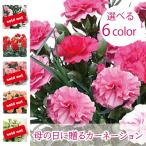 母の日花 カーネーション 花キューピット 非加盟店 花束 お花 フラワーアレンジ 生花