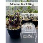 ateniumdowa-f семена 5 шарик BLACK king черный s gold . корень растения alabi cam o Beth mala корзина для рыбы mobe Sam 