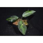 アグラオネマピクタムAAA172a...