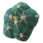  ключ Stone десерт план to подушка A DEPLCUA кемпинг интерьер смешанные товары KEY STONE