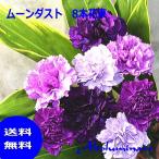 サントリー ムーンダスト花束8本 青いカーネーション 母の日プレゼント