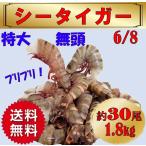 海老 シータイガー海老 クルマエビ科 天然海老 特大 6/8 約30尾 1.8kg 冷凍 ぷりぷり ブラックタイガー ギフト プレゼント