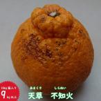 ショッピングデコポン 訳あり天草不知火5kg箱2箱同梱入り（あまくさしらぬい）【3月以降は全クール便配送】