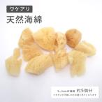 天然海綿 ヤドカリの エサ ( オカヤドカリ の 大好物 ) ワケアリ 訳あり品 Sサイズ (3-4センチ 5個分) 1袋