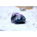 koke брать ..3 шт морская вода для 