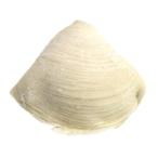 [ рефрижератор ] Италия производство sfo задний telaM размер (70g) 10 шт ×10P