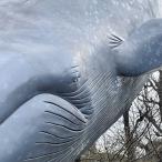  бесплатная доставка кит sashimi 6 вида комплект nitali. постное филе sak примерно 250g хвост (.) мясо 50g натуральная кожа 200g hearts ( сердце .)160g.. бекон 100g....(.) бекон 100g