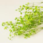 大粒カスミソウ　グリーン　＜ドライフラワー・フラワーアレンジメント・ハーバリウム・花材・花資材＞