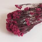 ライスフラワー　レッド（60g入）　＜プリザーブドフラワー・フラワーアレンジメント・花材・花資材＞
