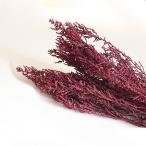 ストーベ　ワインレッド（70g入）　＜プリザーブドフラワー・フラワーアレンジメント・花材・花資材＞