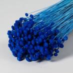 アマレリー　１２０ｇ　ブルー　＜ドライフラワー・フラワーアレンジメント・花材・花資材＞