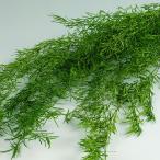 アスパラスプリンゲリー　フレッシュグリーン　＜ドライフラワー・フラワーアレンジメント・花材・花資材＞