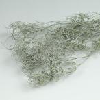 ゴアナクロー　ウォッシュホワイト　＜ドライフラワー・フラワーアレンジメント・花材・花資材＞