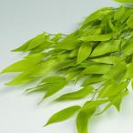 イタリアンルスカス　ライムグリーン　＜ドライフラワー・フラワーアレンジメント・花材・花資材＞