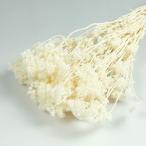 クリスパム　白　＜ドライフラワー・フラワーアレンジメント・花材・花資材＞